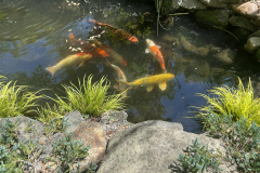 Koi-Pond-@Giberson-Garden_1884