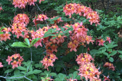 Late-canescens-x-calendulaceum-per-John-Kohli-@Dirr-Garden_0137