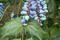 Mahonia-@Giberson-Garden