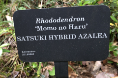 Momo-no-Haru-Satsuki-@-State-Botanical-Gard-of-GA-_0083