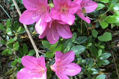 Momo-no-Haru-Satsuki-@-State-Botanical-Gard-of-GA-_0084