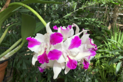 Orchid-Sweet-Beauty-@State-Botanical-Gard-of-GA_0098
