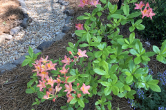 Patsys-Pink-@Floyd-Garden_0170
