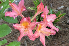 Patsys-Pink-Auburn-Series-@Floyd-Garden_0161