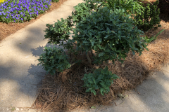 Pugster-Butterfly-Bush-@Floyd-Garden_0191