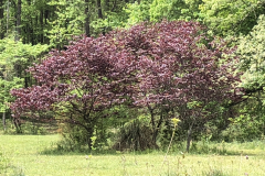 Redbuds-@Berrong-Garden_0119
