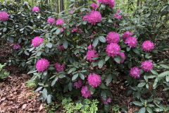 Rhododendron-@Berrong-Garden_0110