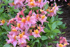 Samford-Sorbet-Auburn-Series-@Floyd-Garden_0151