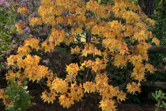 Solar-Flare-Lee-@Floyd-Garden_0144