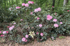 Solidarity-Schannen-@State-Botanical-Garden-of-GA_1844