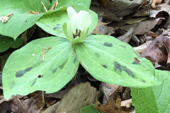 Trillium-discolor-@State-Botanical-Garden-of-GA_0080