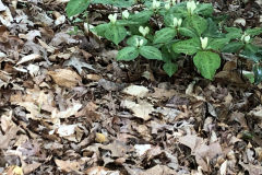 Trillium-discolor-@State-Botanical-Garden-of-GA_0081