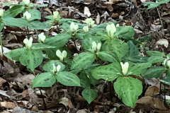 Trillium-discolor-@State-Botanical-Garden-of-GA_0082