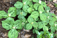 Trillium-discolor-@State-Botanical-Garden-of-GA_0086