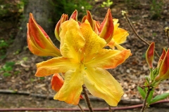 32572955.dVH9woqd.ArnesensGem0204230011_Stelloh.jpg