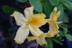 A_D_Arneson_s_Golden_Solitare_8849.jpg
