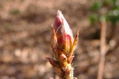 Arneson_Gem_bud_Stelloh.jpg