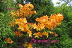 Arnesons_Gem_Fairegardens.jpg
