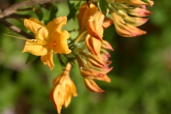 Appalachian_Gold
