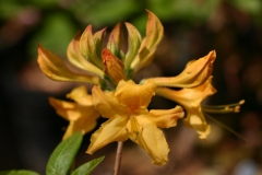 Appalachian_Gold