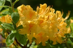 Aromi Sunstruck