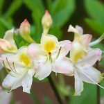 RhododendronxFrederick O Douglass