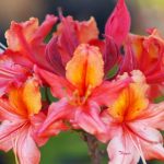 RhododendronxJeb Stuart