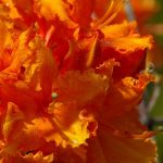 RhododendronxLeroy Broun