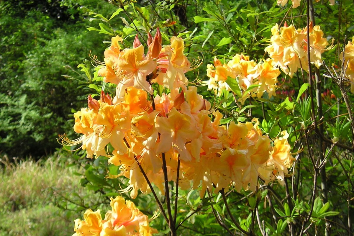 View Azalea Azalea Society of America