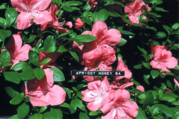 ‘Apricot Honey’