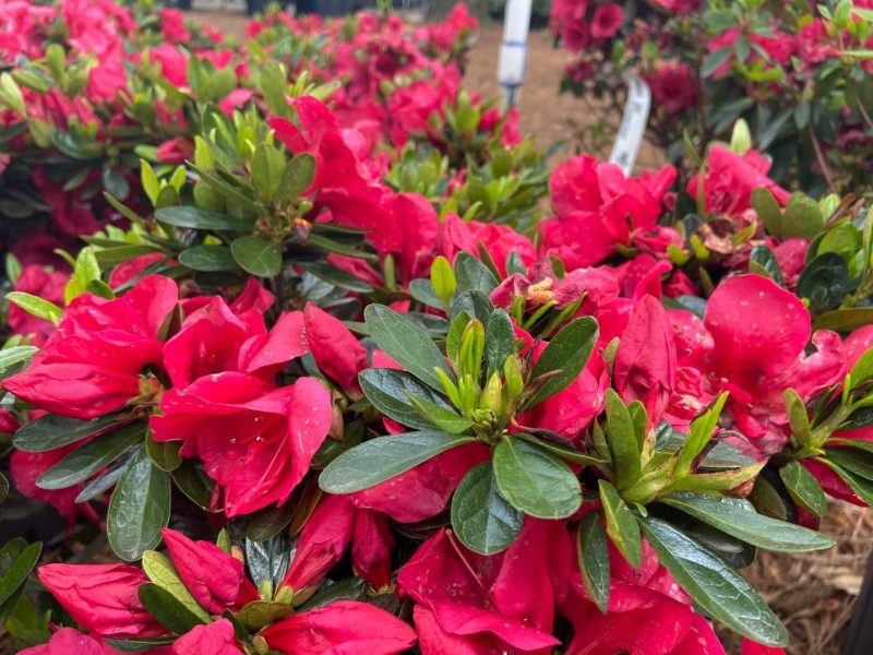 Red Slippers, Photo © Jenkins Arboretum