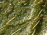 leaf hairs