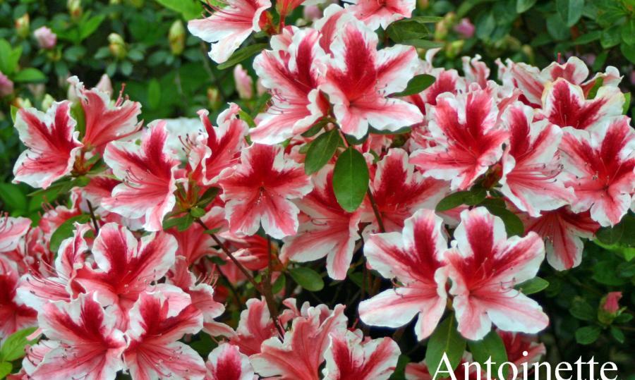 Growing Azaleas Azalea Society of America