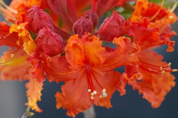 RhododendronxAdmiralBuchanan