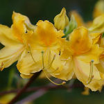 RhododendronxAdmiralSemmes