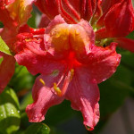 RhododendronxColMosby