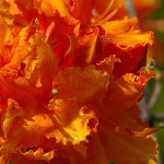RhododendronxLeroy Broun