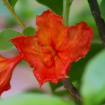 RhododendronxRobert E Lee
