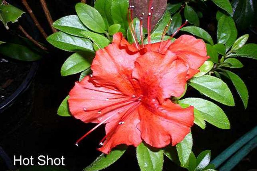 Girard's Hotshot, Griswold Nursery, Kirkland WA, Photo © Orine Holme
