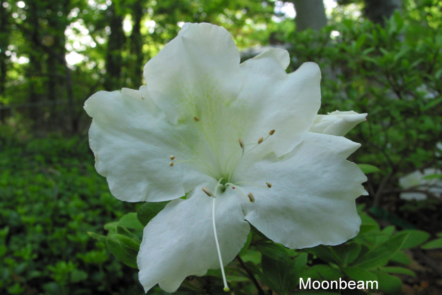 Moonbeam, Photo © Dan Krabill