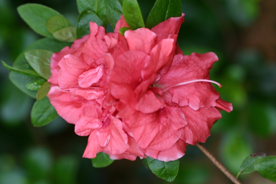 Holly Springs Double Delight, Photo © Carolyn Beck