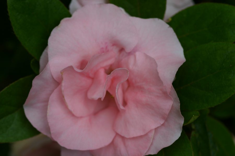 Kathleen Vines, Photo © Carolyn Beck