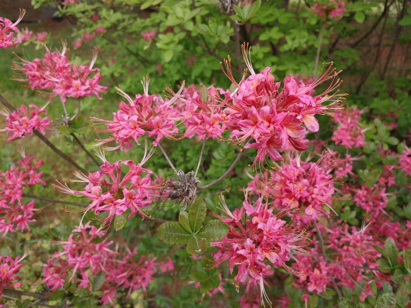 flammeum, Photo © Jenkins Arboretum