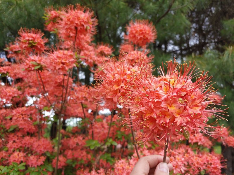 flammeum, Photo © Jenkins Arboretum