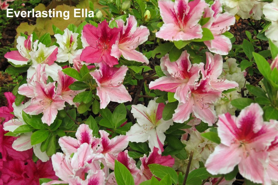Everlasting Ella, Photo © Joe Klimavicz