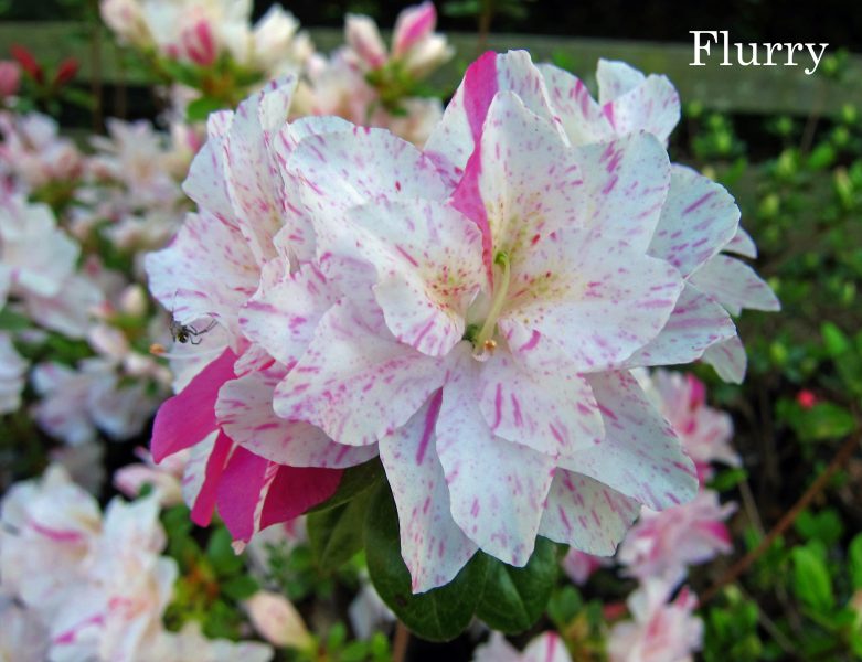 Flurry, Vienna, VA, Photo © Joe Klimavicz