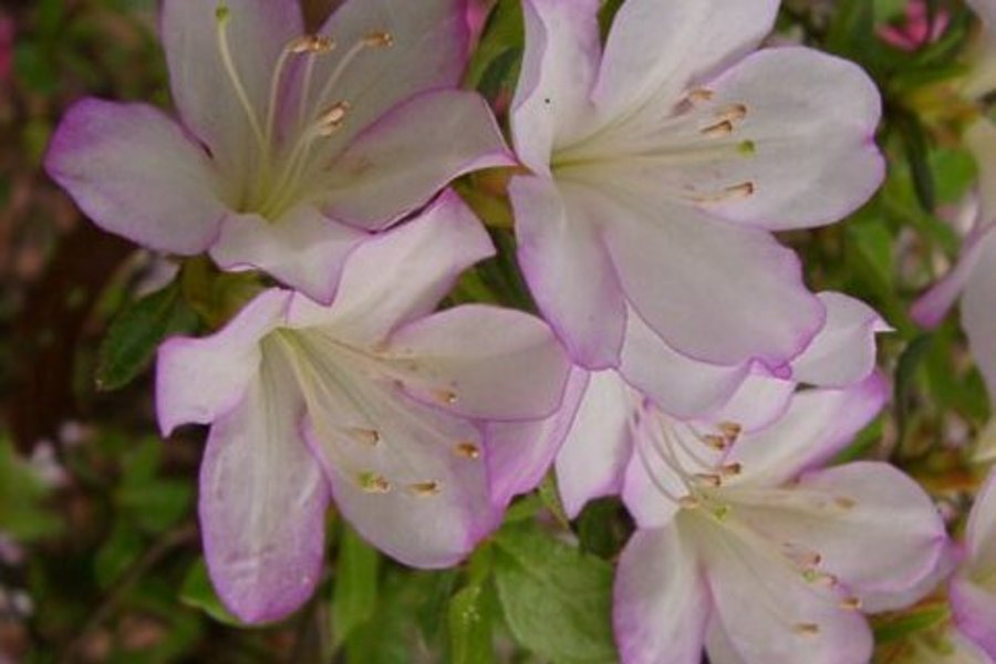 Daphne, Stelloh garden, Hendersonville, NC, Photo © Bob Stelloh