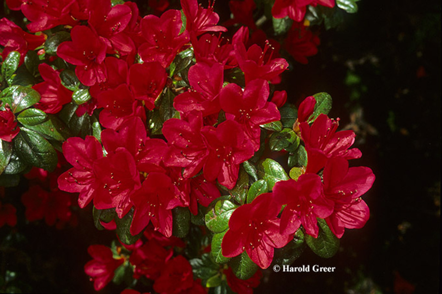 Ward's Ruby, Photo © Harold Greer
