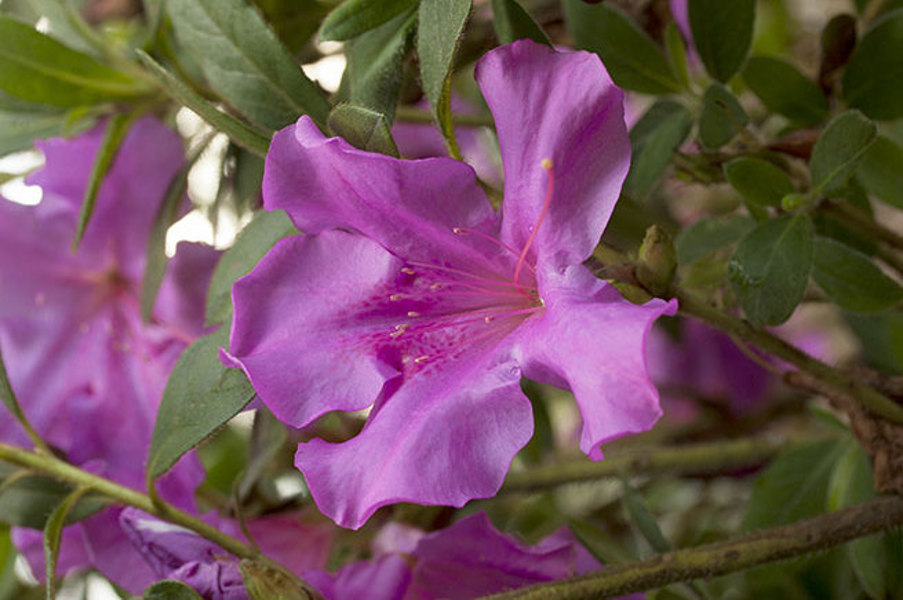 Autumn Royalty, Photo © Encore® Azalea