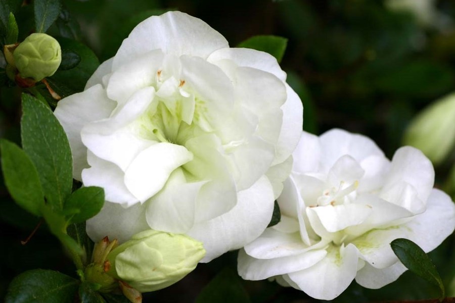 Hardy Gardenia